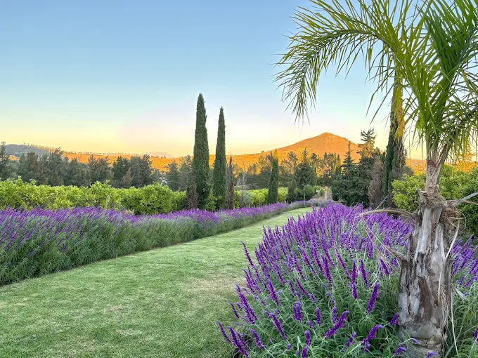 Marianne Wine Estate main