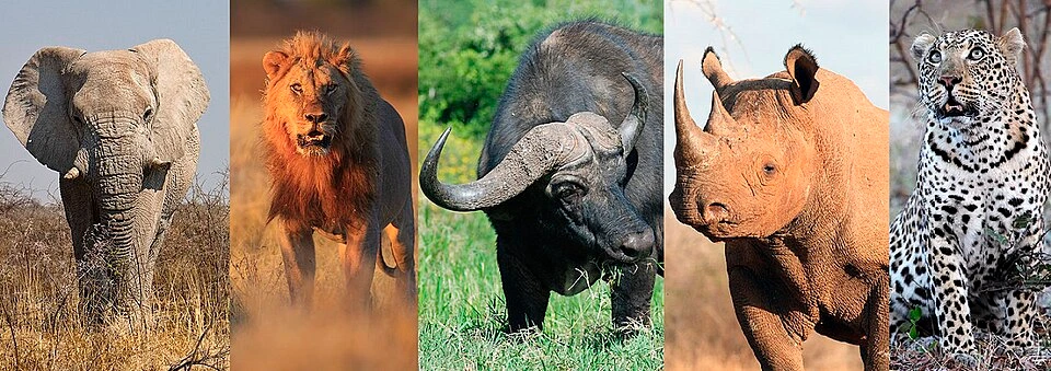 5‑Day Garden Route & Gondwana Big 5 Safari Tour