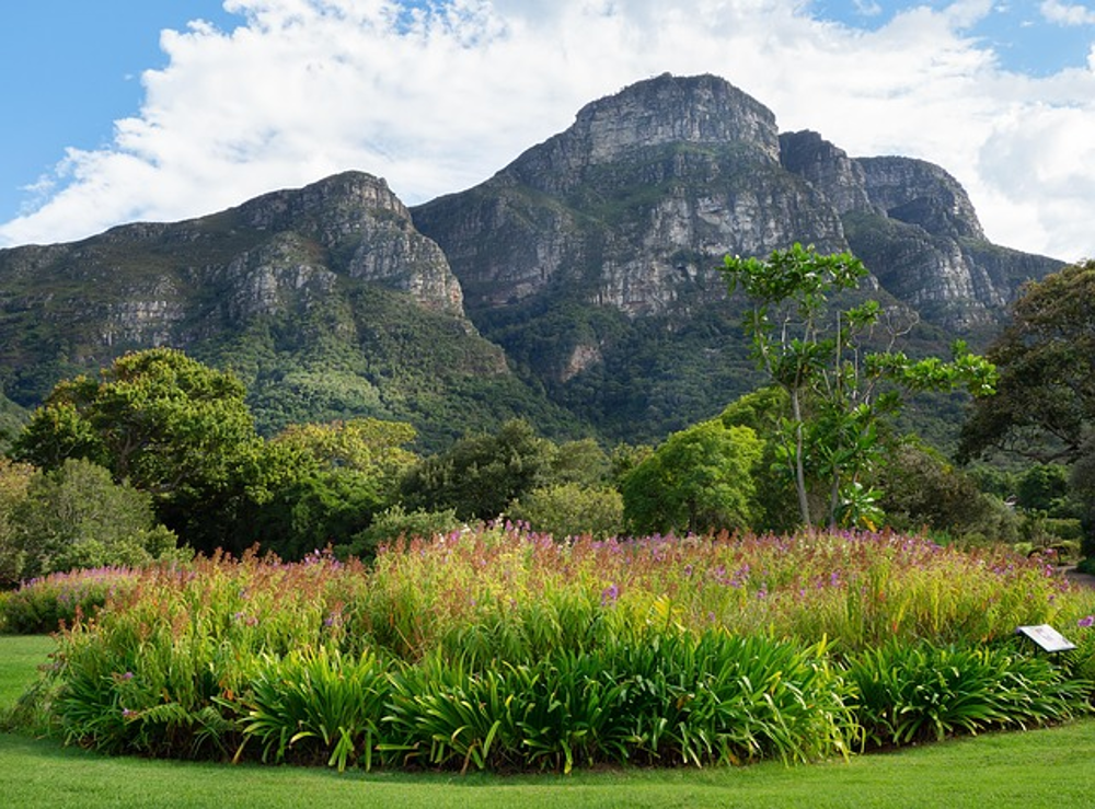 Cape Town Gems – Kirstenbosch & Constantia Winelands Experience gallery image 8
